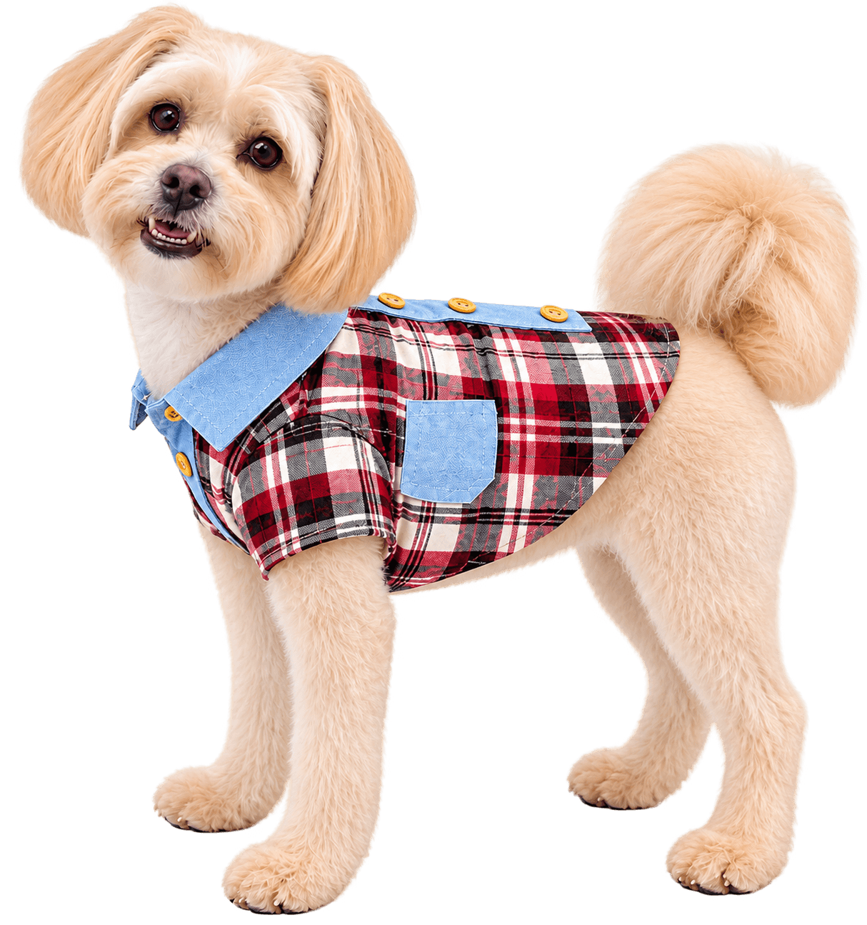 Perrito tierno con camisa a cuadros
